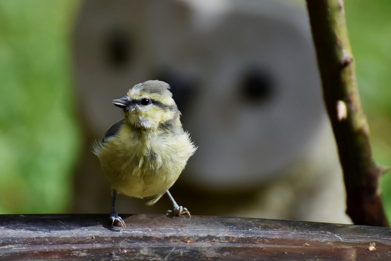 great tit, bird, tit-7718081.jpg