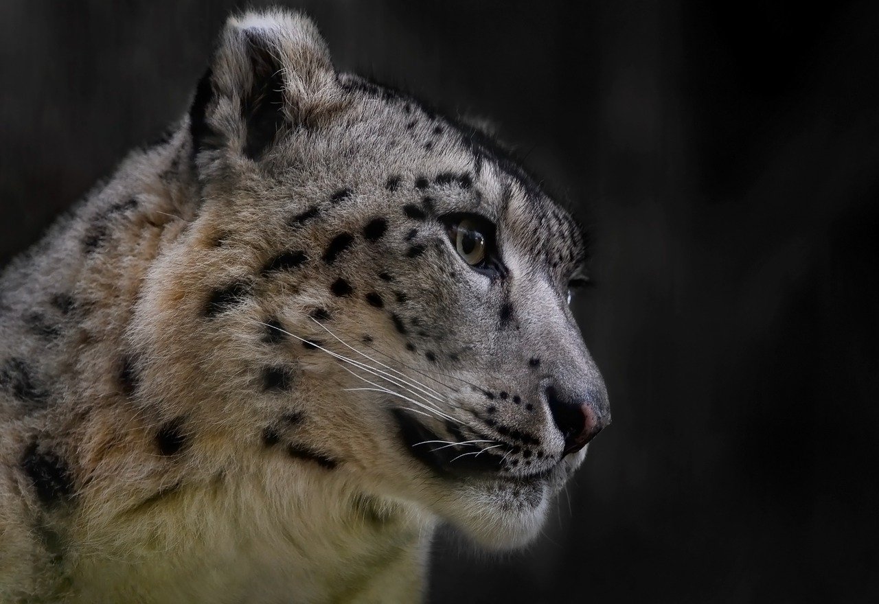 snow leopard, leopard, feline-7716482.jpg